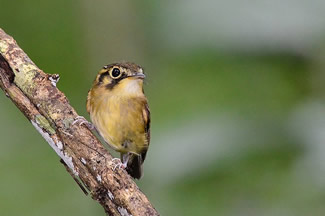 Witkeelbreedbektiran - Platyrinchus mystaceus Witkeelbreedbektiran - Platyrinchus mystaceus